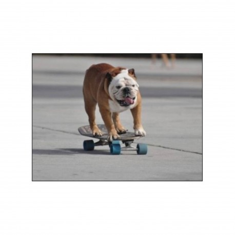 Jeux animaux, les animaux joueurs