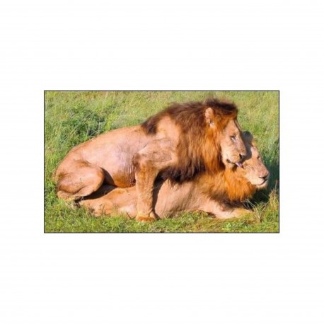 Homosexualités animales