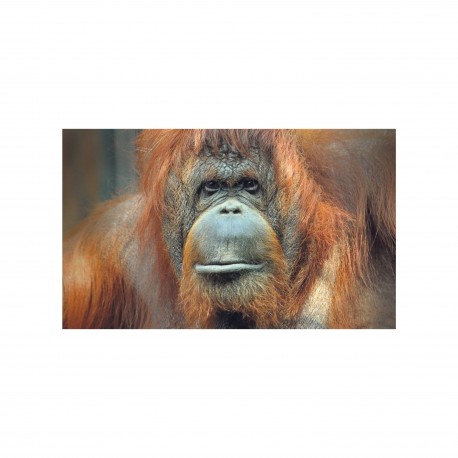 La révolution primatologique