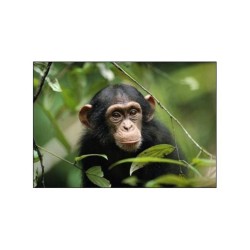 L'être humain, un animal comme les autres