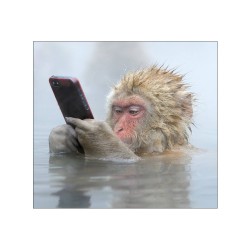 Le sens spirituel des origines animales de l'humanité