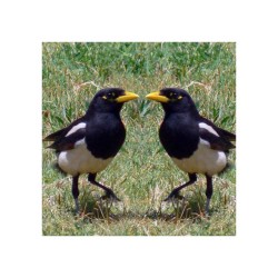 Les consciences animales