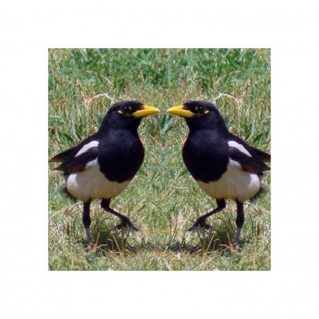 Les consciences animales