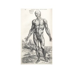 Le statut du corps humain