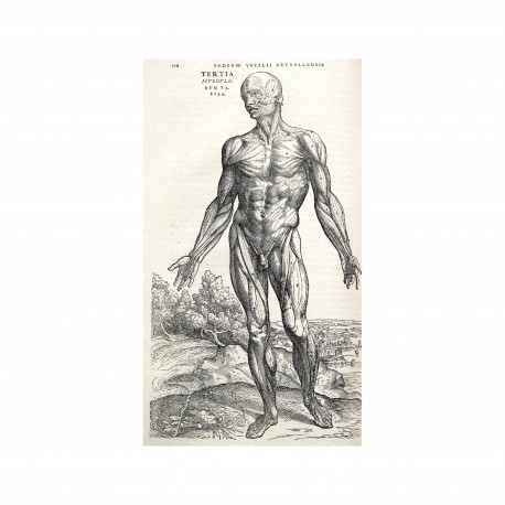 Le statut du corps humain