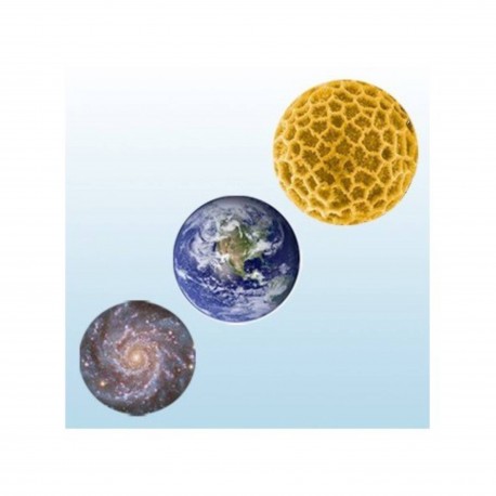 L’évolution créatrice