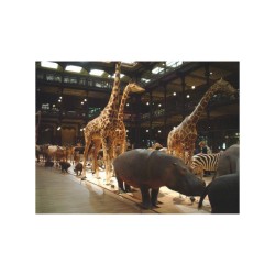 Histoire de la vie sur notre planète