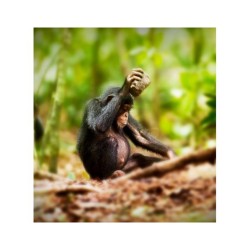 La genèse des cultures