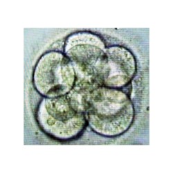 Le statut de l'embryon humain