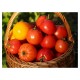 Comment retrouver le vrai goût des tomates