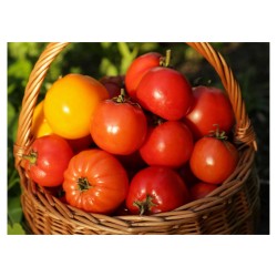Comment retrouver le vrai goût des tomates