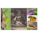 La planète des insectes