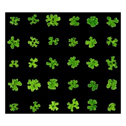 Génomique et évolution des plantes