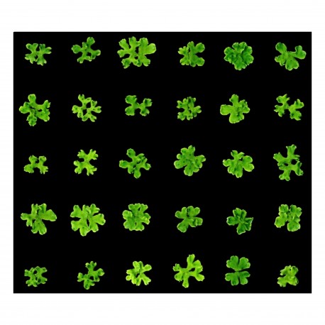 Génomique et évolution des plantes