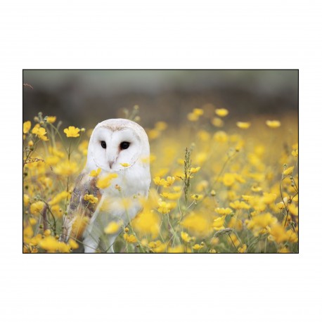 Il n’y a pas de sagesse naturelle