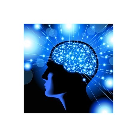 Le cerveau, entre connaissance et pensée