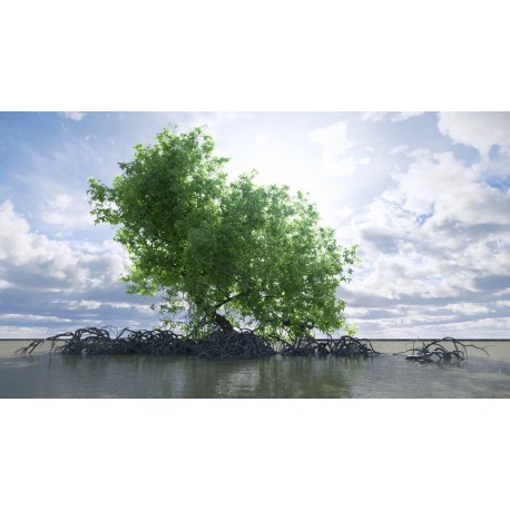 La mangrove, un milieu exceptionnel