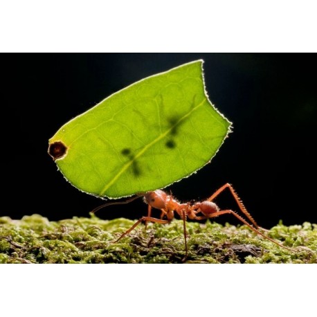 La vie conjugale des plantes et des fourmis