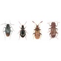 insectes - entomologie